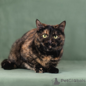 Photo №4. Je vais vendre  en ville de Москва.  - prix - Gratuit