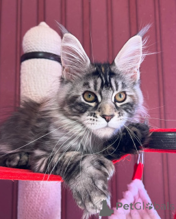 Photo №4. Je vais vendre maine coon en ville de Mameller. annonce privée - prix - négocié