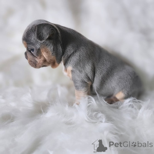 Photo №2 de l'annonce № 163033 de la vente bouledogue - acheter à France annonce privée, de l'abri