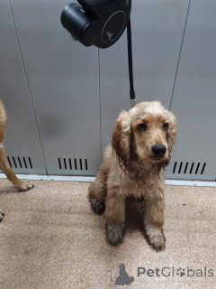 Photo №1.  - à vendre en ville de Borough de Londres de Camden | Gratuit | Annonce №157083