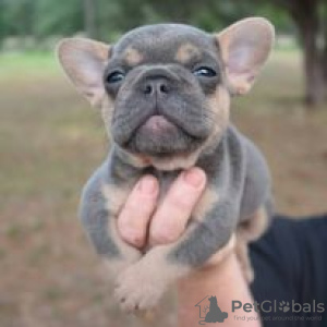 Photo №1. bouledogue - à vendre en ville de Hartford | 379€ | Annonce №109902