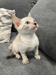 Photo №1. bengal - à vendre en ville de Grenoble | 750€ | Annonce № 152779