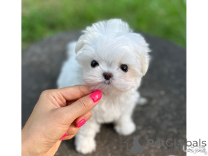 Photo №1. bichon maltais - à vendre en ville de Антверпен | 350€ | Annonce №116947