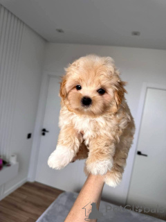 Photo №4. Je vais vendre maltipu en ville de Aiola. éleveur - prix - 350€