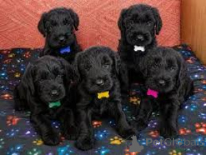 Photo №1. schnauzer géant - à vendre en ville de Appenzell | négocié | Annonce №173095
