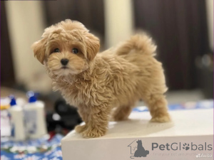 Photo №4. Je vais vendre maltipu en ville de Berlin. éleveur - prix - 750€