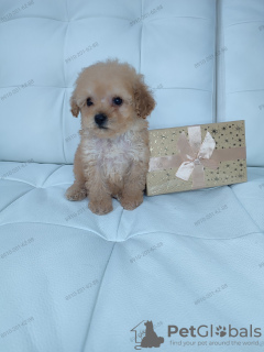 Photo №3. Poupée caniche jouet à vendre. Fédération de Russie