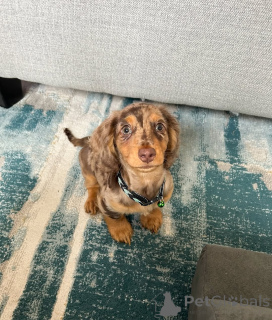 Photo №1. teckel - à vendre en ville de Helsinki | 500€ | Annonce №164022