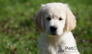 Photo №2 de l'annonce № 42508 de la vente golden retriever - acheter à USA éleveur