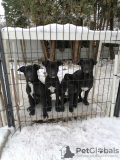Photo №2 de l'annonce № 81955 de la vente patterdale terrier - acheter à Pologne annonce privée