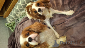 Photos supplémentaires: Chiots Cavalier King Charles Spaniel.