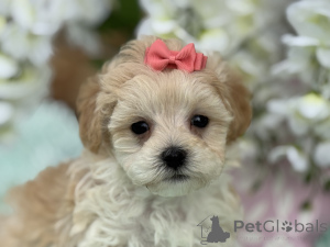 Photo №1. maltipu - à vendre en ville de Bayerbach | 900€ | Annonce №150166