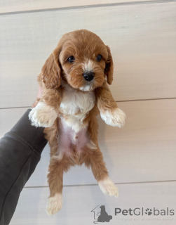 Photo №3. Rencontrez Oliver le petit monsieur au grand cœur ! Toujours prêt pour les. Allemagne