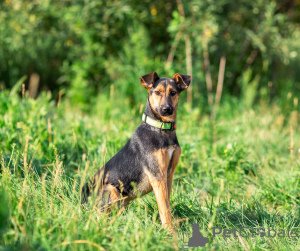 Photo №1. chien bâtard - à vendre en ville de Rivière moscou | Gratuit | Annonce №166637
