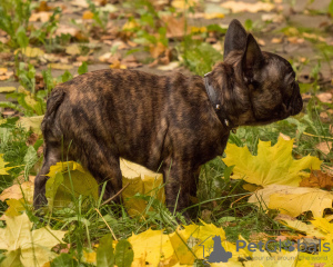 Photo №2 de l'annonce № 16506 de la vente bouledogue - acheter à Fédération de Russie éleveur