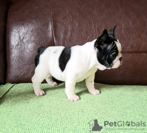 Photo №4. Je vais vendre bouledogue en ville de Smederevo.  - prix - négocié