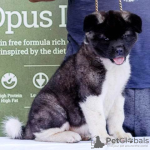 Photos supplémentaires: Chiots Akita américains