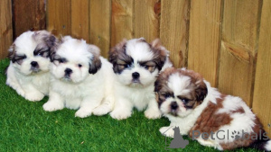 Photo №3. Wunderschöne Shih-Tzu-Welpen Contactez-moi par WhatsApp au 44 7453 907158. Allemagne