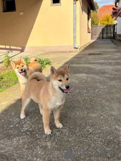Photo №4. Je vais vendre shiba en ville de Zrénjanin.  - prix - 400€