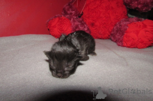 Photo №1. ragdoll - à vendre en ville de Charleston | 581€ | Annonce № 146694