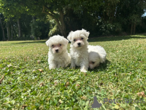 Photo №2 de l'annonce № 173942 de la vente bichon maltais - acheter à Belgique 