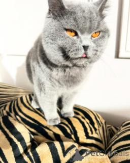 Photo №2 de l'annonce № 169920 de la vente british shorthair - acheter à Allemagne éleveur