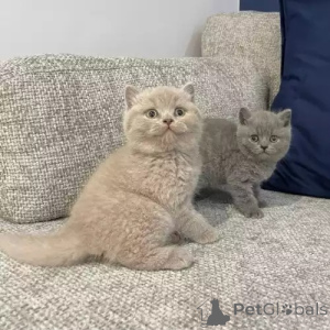 Photo №2 de l'annonce № 173836 de la vente british shorthair - acheter à La Grande-Bretagne annonce privée, éleveur