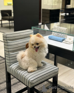 Photo №2 de l'annonce № 132469 de la vente  - acheter à Belgique éleveur