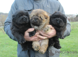 Photo №1. chow-chow - à vendre en ville de Belgrade | négocié | Annonce №126079