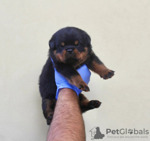 Photo №1. rottweiler - à vendre en ville de Франкфурт-на-Майне | Gratuit | Annonce №86627