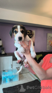 Photo №3. Chiots Lévrier Russe. Nous avons un mois et demi.. Allemagne