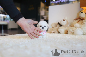 Photo №4. Je vais vendre bichon maltais en ville de Noirs. éleveur - prix - 250€