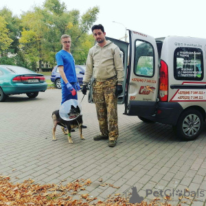 Photo №1. Services de livraison et de transportation des chats et des chiens en ville de Minsk. Annonce № 9413