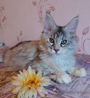 Photo №2 de l'annonce № 137761 de la vente maine coon - acheter à Allemagne annonce privée