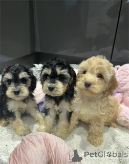 Photo №1. cocker américain - à vendre en ville de Blason | 350€ | Annonce №153880