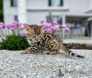 Photo №3. Superbe chaton Bengal à vendre. USA