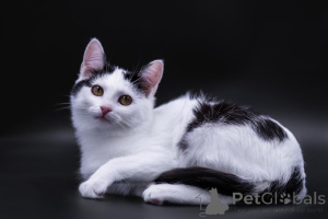 Photo №4. Je vais vendre  en ville de Rivière moscou. annonce privée - prix - Gratuit