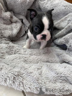 Photo №1. terrier de boston - à vendre en ville de Berkel en Rodenrijs | négocié | Annonce №177753