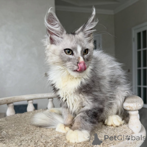 Photo №1. maine coon - à vendre en ville de Brême | négocié | Annonce № 154635
