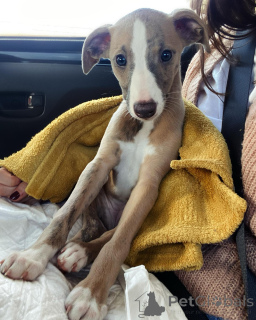 Photo №2 de l'annonce № 154045 de la vente lévrier whippet - acheter à Allemagne annonce privée