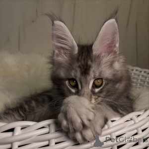 Photo №2 de l'annonce № 161195 de la vente maine coon - acheter à Allemagne éleveur