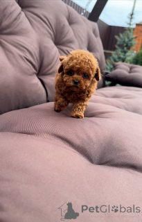 Photo №3. Mes chiots sont à jour sur les vaccinations prêtes pour la livraison. USA