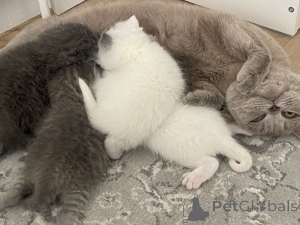 Photo №4. Je vais vendre british shorthair en ville de Дублин. annonce privée - prix - 300€
