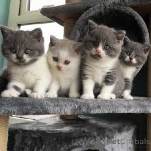 Photo №1. british shorthair - à vendre en ville de Bruxelles | 700€ | Annonce № 161606