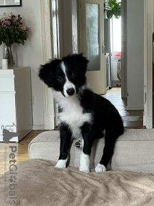 Photo №3. Chiot border collie, pur-sang. Allemagne