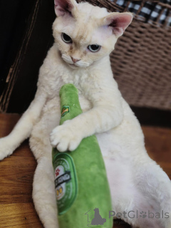 Photo №2 de l'annonce № 171579 de la vente devon rex - acheter à Allemagne annonce privée