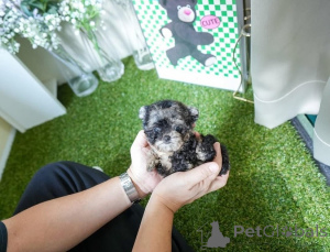 Photo №2 de l'annonce № 154329 de la vente bichon maltais - acheter à USA éleveur