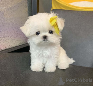 Photo №1. bichon maltais - à vendre en ville de Oslo | négocié | Annonce №117436