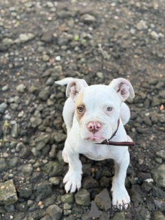 Photo №1. american pit bull terrier - à vendre en ville de Montréal | 339€ | Annonce №178255