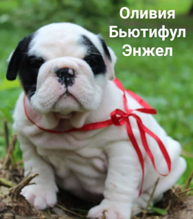 Photo №1. bulldog anglais - à vendre en ville de Moscou | 1137€ | Annonce №3263